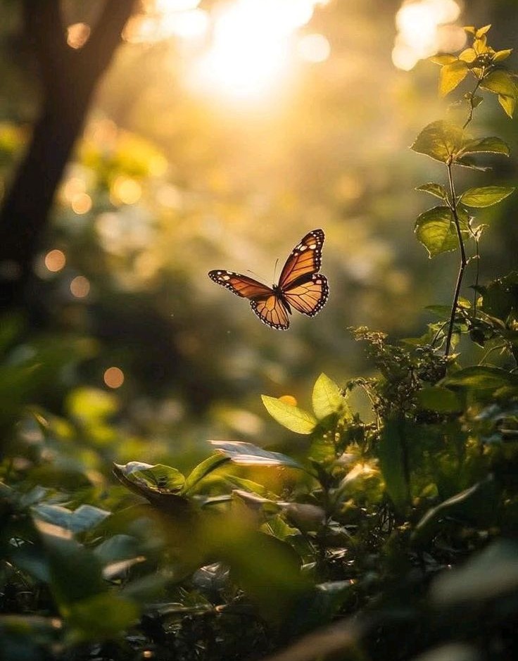 Butterfly representing Zhuangzi's famous Butterfly Dream